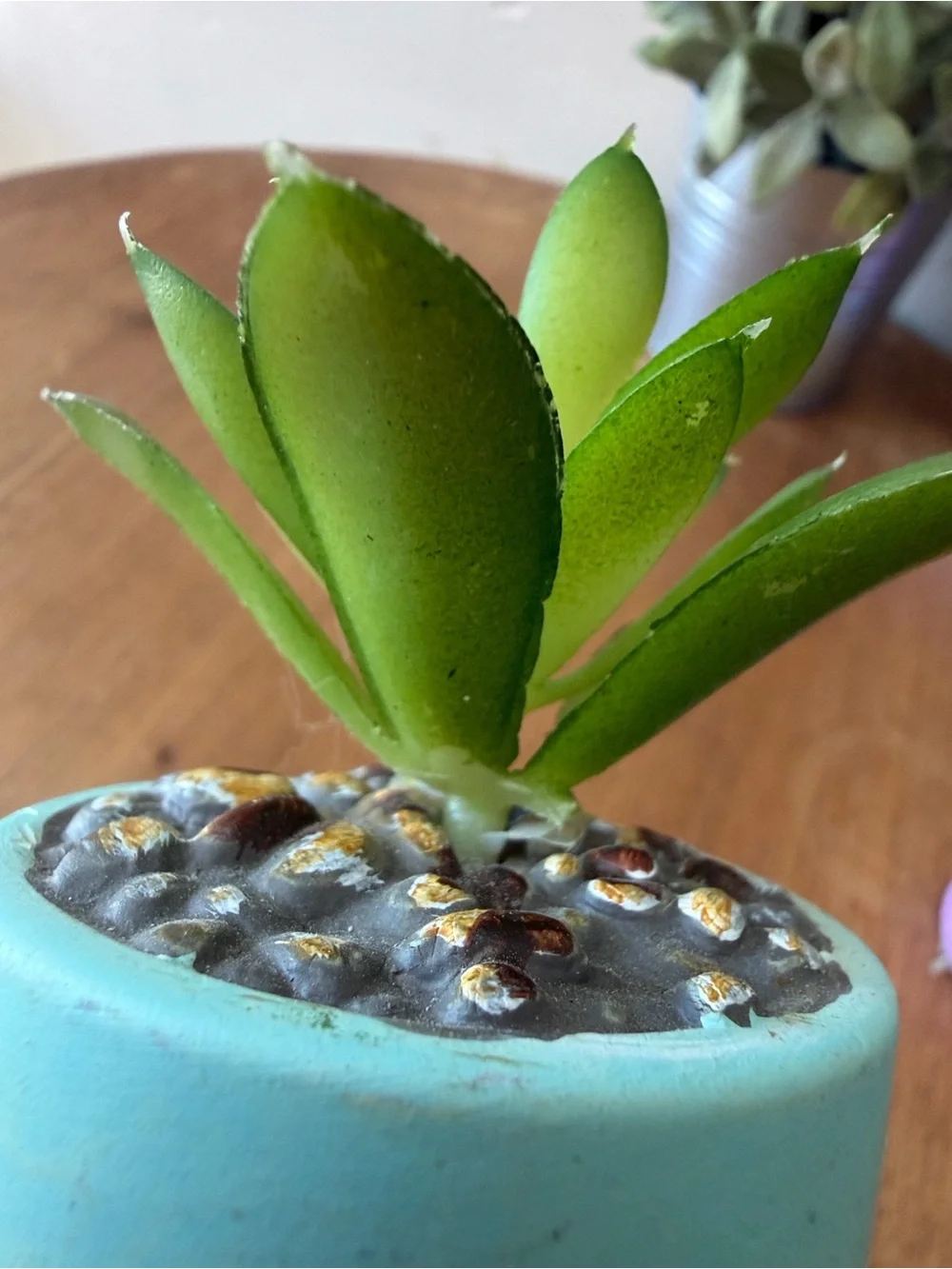 Hobby Lobby Gradient ombré Mini Succulent Planters